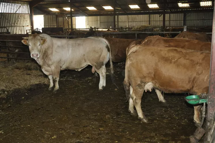 Le lot des vaches suitées de veaux de 3 à 6 mois passe l’hiver avec le taureau Blond d’Aquitaine, qui assure les retours. © B. Griffoul