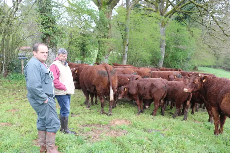 Les lots de vaches suitées de femelles sont mis à l'herbe de bonne heure et ne sont pas complémentées.  © F. d'Alteroche