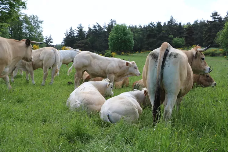 Toute la partie croisement est gérée par IA et le lot de vaches suitées des mâles croisés reste à proximité du siège de l’exploitation.  © F. d'Alteroche