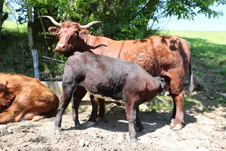 Les croisés sont vendus peu après sevrage à 420 kg pour les mâles et 350 kg les femelles, ils sont complémentés à compter de la fin du printemps avec une moyenne de 3 kg/tête/jour sur la période estivale. © F. d'Alteroche