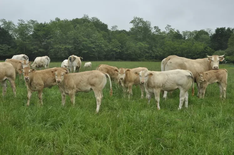 Les deux à trois lots de vaches et le lot des génisses sont conduits en pâturage tournant (4-5 parcelles par lot) avec accès commun à un point d’eau. © B. Griffoul