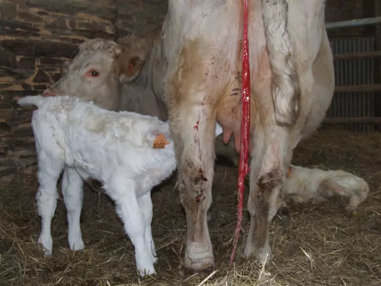 « Les pratiques peuvent vraiment influencer la qualité du colostrum. Le but de cette étude était de faire un retour éleveur pour de meilleures pratiques en matière de gestion de colostrum. Ainsi, une réunion a-t-elle été organisée afin de restituer à chacun ses résultats individuels et de donner des recommandations adaptées à chaque exploitation », souligne Jonathan Gourdon, jeune diplômé de l’école vétérinaire de Nantes (Oniris).