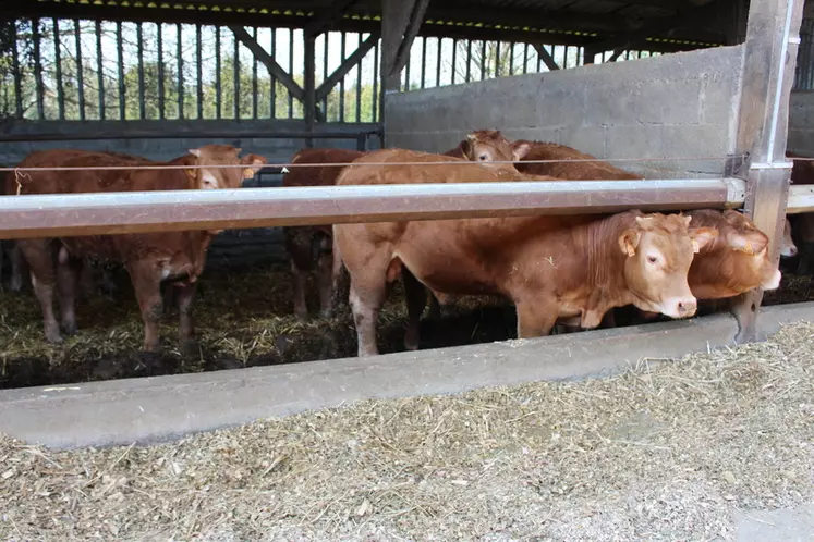 Parmi les producteurs de viande bovine, ce sont surtout les engraisseurs de jeunes bovins qui se heurtent de plein fouet à cette problématique.