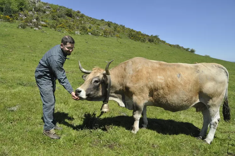 Maxime Pègues avec la doyenne du troupeau : 16 ans, 15 veaux et 368 jours d’intervalle vêlage vêlage.