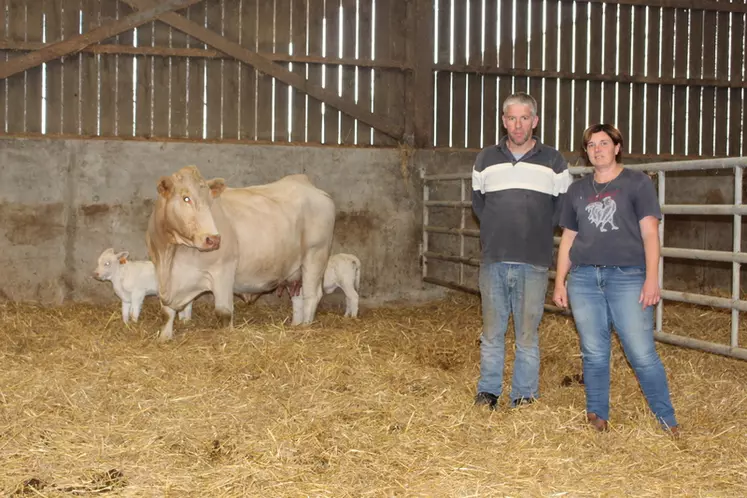 Delphine et Françk Maguet, Gaec Maguet James à Cristot dans le Calvados.Ignoble P élève ses deux petites femelles et le petit mâle a été adopté par une autre vache.