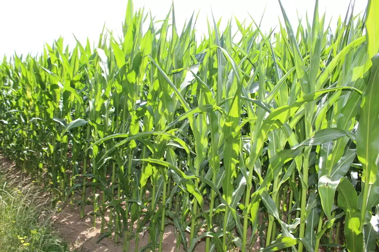 Les conditions de cultures ont un effet important sur la production du maïs fourrage.