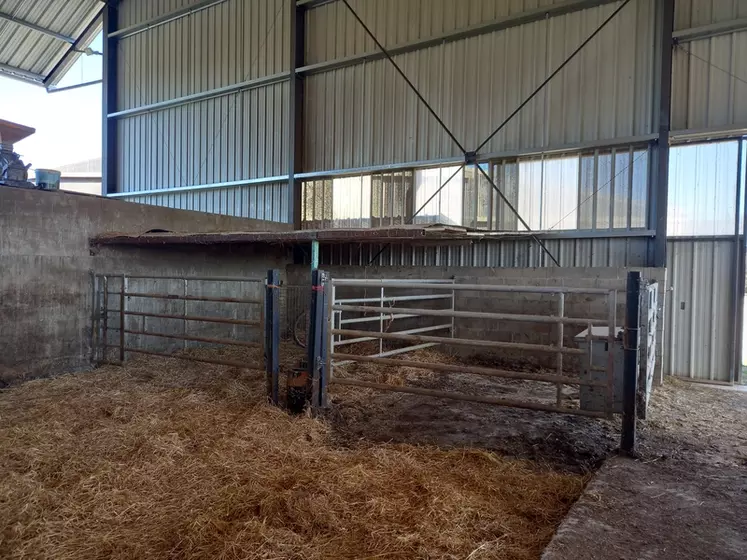 Exemple de case à veaux recouverte d’un « toit » pour limiter les retombées d’air froid dans une stabulation pour vaches allaitantes couverte de panneaux. 