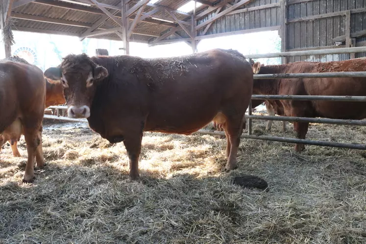 Jacquette, fille de Bavardage sur Ley, représente la vache mixte viande recherchée sur l’élevage. Son IVMat est de 114, son DM de 109 et son Alait de 108.... 