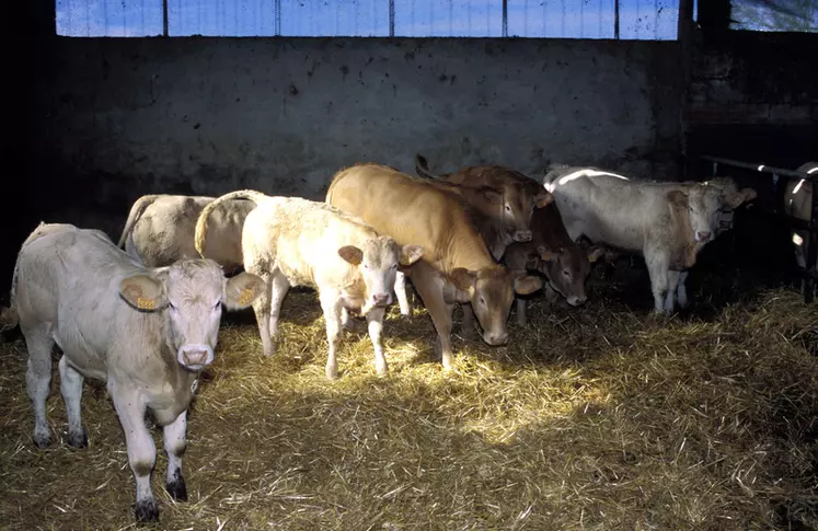 Le marché de Rabastens de Bigorre passe du gré à gré à la criée