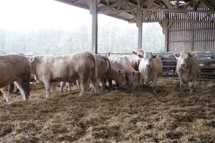 Les éleveurs emmènent eux-mêmes leurs animaux à l’abattoir pour assurer leur bien-être jusqu’au moment fatidique.