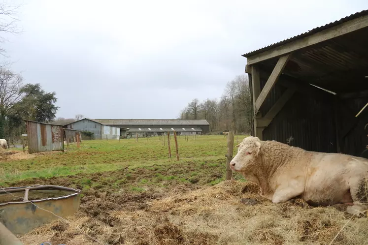 Les six taureaux de l’exploitation sont hivernés en extérieur. Ils disposent chacun d’une petite cabane. Les éleveurs travaillent la génétique de leur troupeau depuis 25 ans. Ils se fournissent depuis de nombreuses années au Gaec Micaud dans l’Allier.