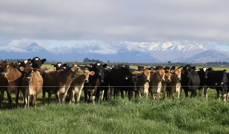 Le pic de vêlages des vaches laitières néo-zélandaises a lieu juste avant le début de la saison d’herbe avec un afflux de veaux aussi important que soudain. 