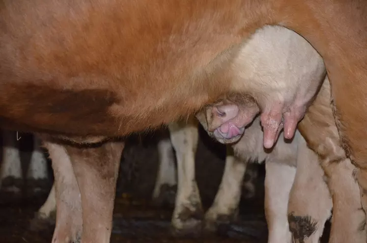 Le potentiel laitier des mères est attentivement surveillé car déterminant pour avoir des veaux suffisamment finis. 