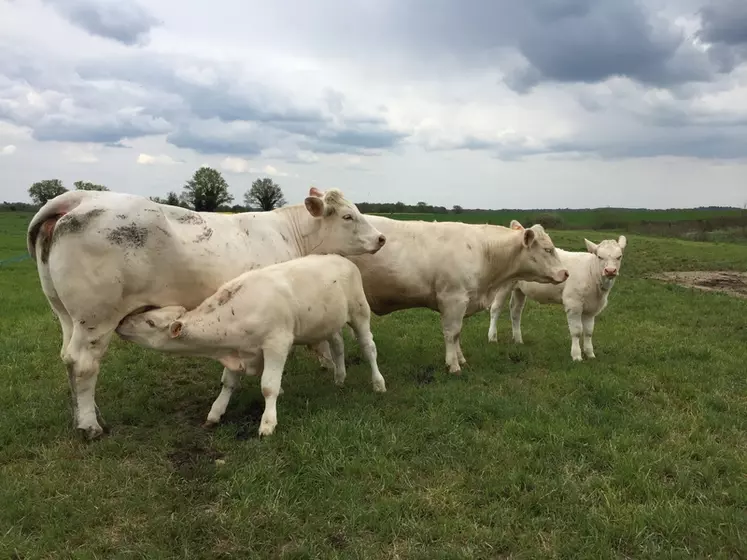 À l’image de ces jeunes vaches de 30 mois suitées de leur premier veau, l’objectif est d’avoir un premier vêlage à 2 ans sur un maximum de génisses. 