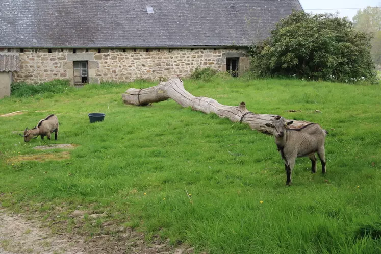 Deux chèvres naines servent à tondre écologiquement les abords des bâtiments.
