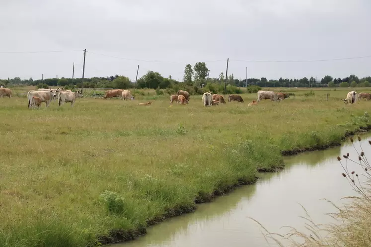 La vache maraîchine se caractérise par ses cornes en forme de lyre. Cette race à petits effectifs se retrouve principalement en Vendée. Elle est particulièrement adaptée aux bocages, aux marais, aux prairies humides. Elle compte désormais près de 1 300 femelles.
