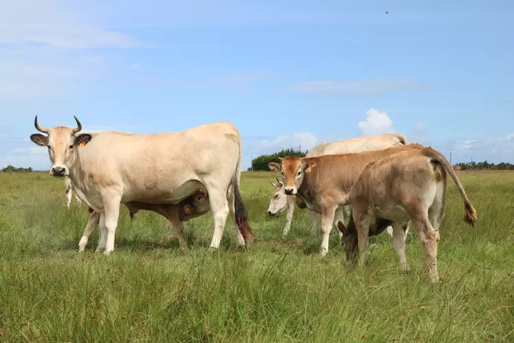 Race bovine Maraîchine : une microfilière pour valoriser la biodiversité