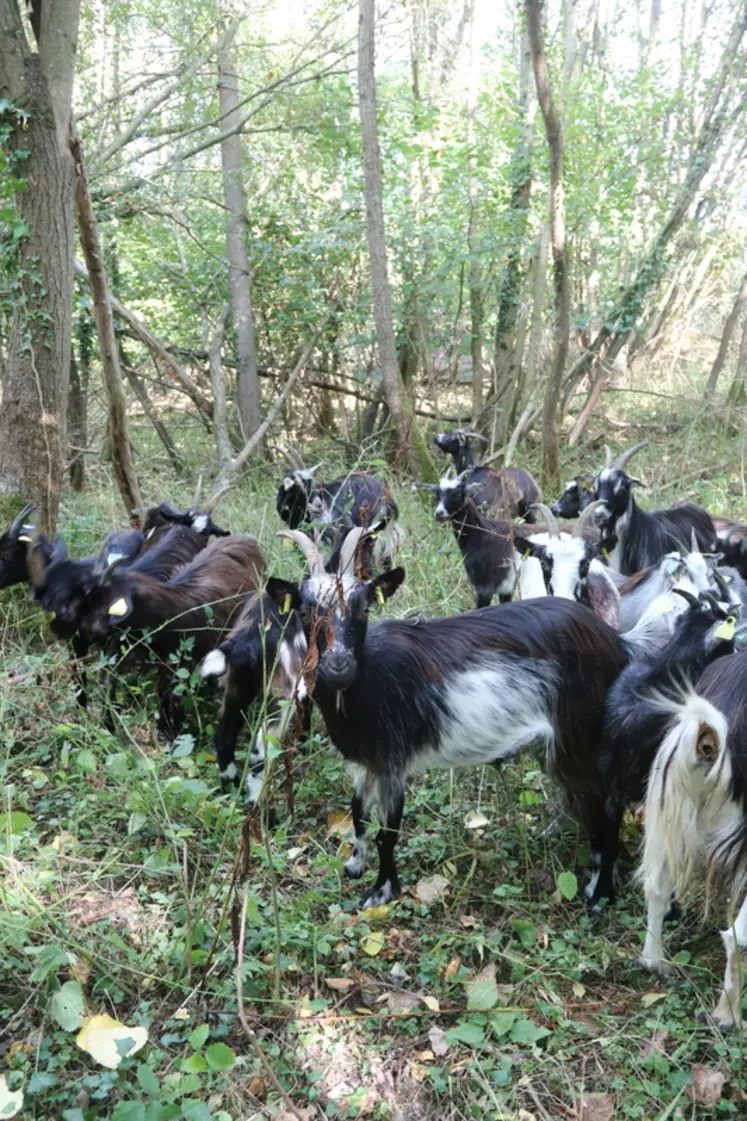 ...13 chèvres des fossés ont rejoint les aubracs sur l’exploitation.