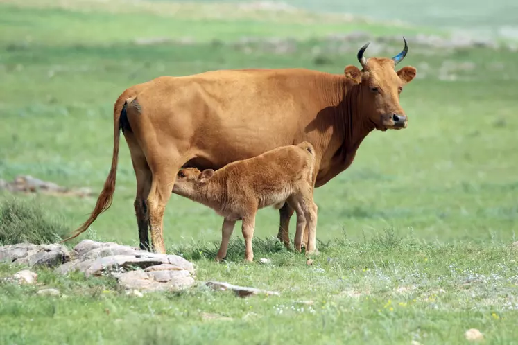 La vache mongole (ici la race la plus typique) est de petite taille, avec un squelette anguleux et des cornes partant à la verticale. 
