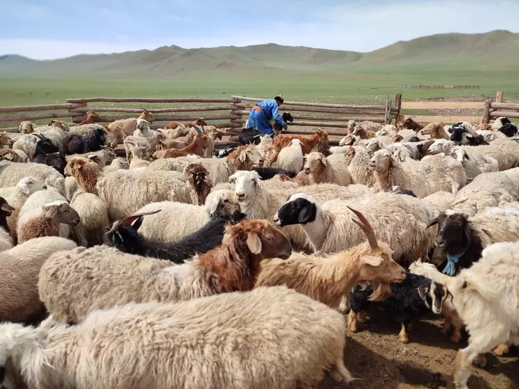 Le cheptel mongol est très majoritairement composé de moutons et de chèvres. 