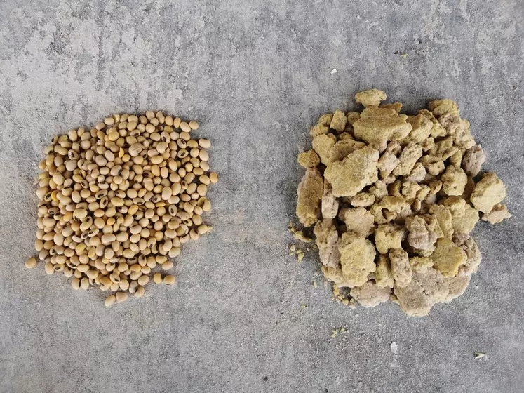 Le Gaec achète les graines de soja, les fait presser par une entreprise et distribue aux bovins en engraissement le tourteau expeller (à droite) et l'huile. 