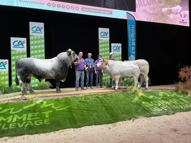Après le Sommet de l’élevage, la race Gasconne des Pyrénées sera au SIA à Paris avec 16 animaux reproducteurs et 5 bœufs gras en concours. La vente annuelle de reproducteurs aura lieu le 17 mars 2023.