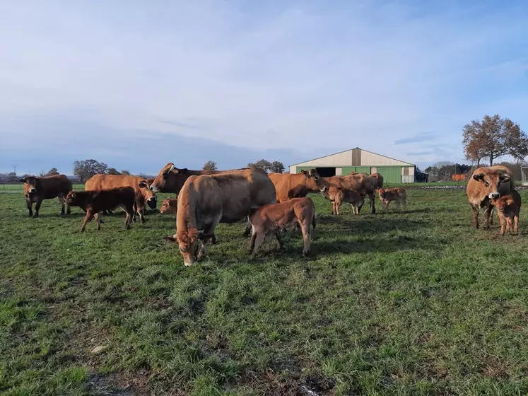 Dans le troupeau de Dominique Brémond, les trois quarts des vaches vêlent autour du mois d'octobre, et sept à huit vêlent au printemps.  