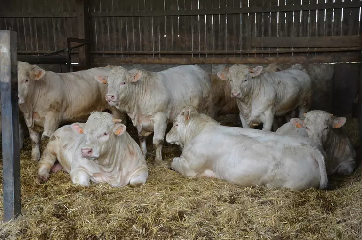 Tous les mâles sont valorisés en jeunes bovins de 14 à 15 mois abattus entre janvier et mars.