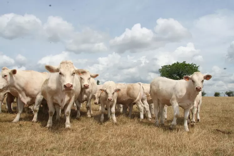 En 2022, près de 1,2 % des surfaces fourragères françaises étaient couvertes par une assurance multirisque climatique. Avec cette réforme, le gouvernement s'est fixé d'atteindre une couverture de 30 % des surfaces à l'horizon de 2030.