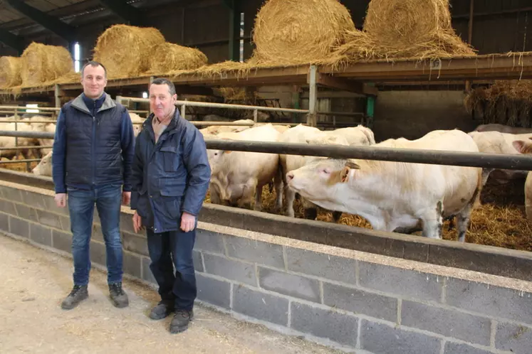 Fabien et Joël Niquet engraissent environ 550 jeunes bovins charolais par an avec une ration à base de pulpes de betteraves surpressées. 