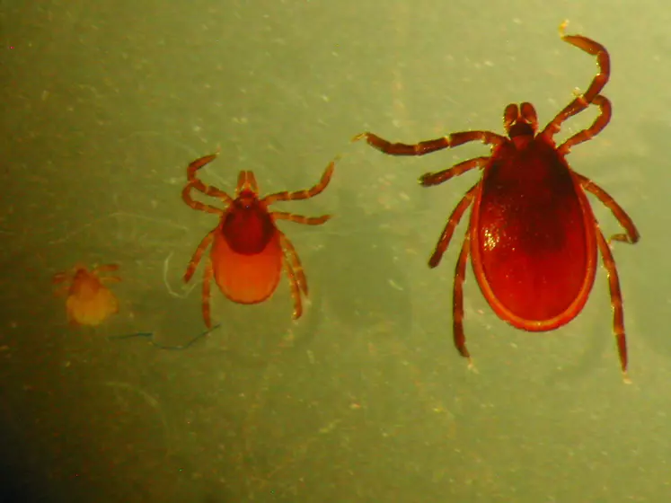 Différents stades de la tique Ixodes ricinus  : larve, adulte mâle et adulte femelle (de g. à d.). Les larves ne transmettent pas de maladie. Les nymphes et les adultes femelles font des repas de sang durant deux à dix jours.