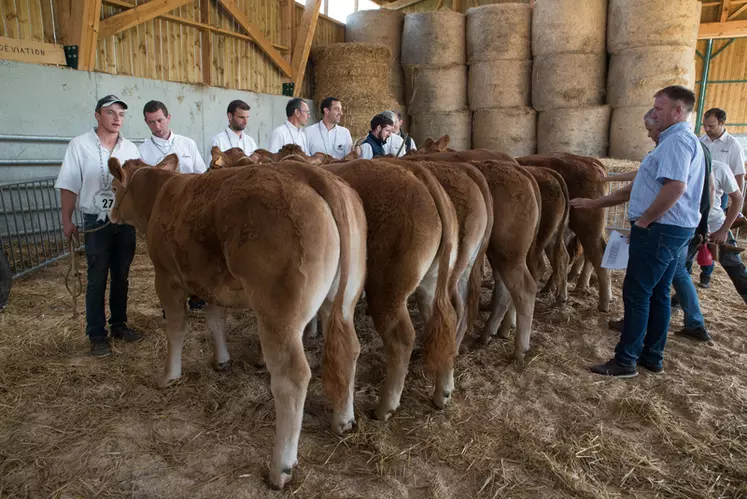 L’an dernier, le concours d’animaux sans cornes organisé par les huit éleveurs a également concerné des animaux provenant d’autres élevages pour un total d’une quarantaine d’animaux en lice, départagés par Laurent Hilaire, éleveur en Corrèze.  © DR