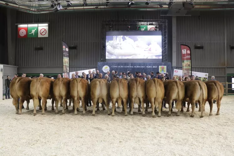 Les onze femelles de boucherie Label Rouge proposées aux enchères ce lundi 27 février au Salon de l'Agriculture.