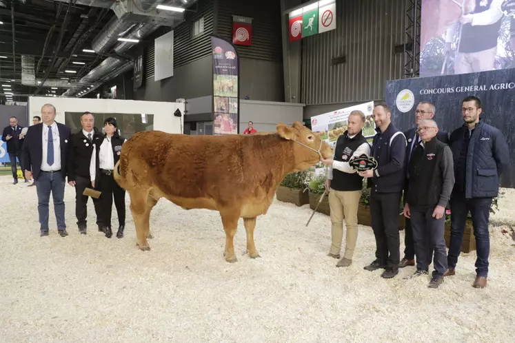 Miss RRE est issue du Gaec Camus, Père et Fils (Haute-Vienne). Cette vache de six ans au galbe très prononcé a été adjugée 7 100 € au restaurant l'Adéquate à Saint-Hilaire-Bonneval (Haute-Vienne) et à la boucherie Valette à Pessac (Gironde). 