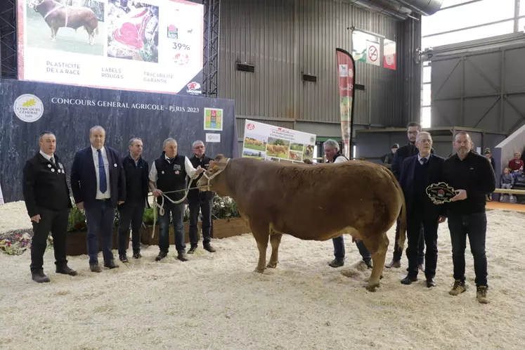 Incolore, issue du Gaec Rouvelaud (Haute-Vienne), est une vache de neuf ans au dessus exceptionnel. Elle a été vendue 8 400 € à la boucherie Lachemy à la Jonchère-Saint-Maurice (Haute-Vienne). 