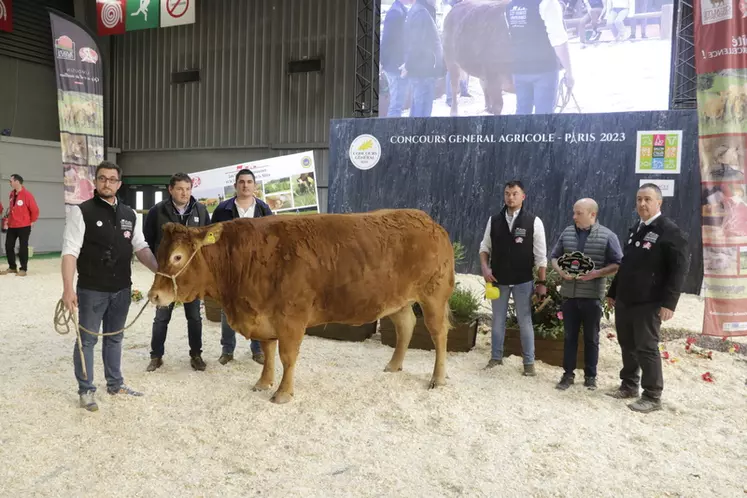 Ondulante, qui provient de l'UALC Moussours (Corrèze), est une vache de quatre ans avec une proportion importante en morceaux nobles. Elle a été adjugée 8 000 € à la boucherie Compozieux à Cahors (Lot). 