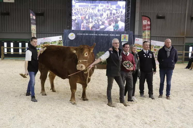 Nikita, née en 2016, provient du Gaec Desassure (Creuse). Cette vache très longue à la morphologie hors normes est la plus lourde du lot (1 126 kg). Elle a été adjugée 9 200 € au restaurant de l'Abattoir à Limoges (Haute-Vienne). Il s'agit du top price de la vente.