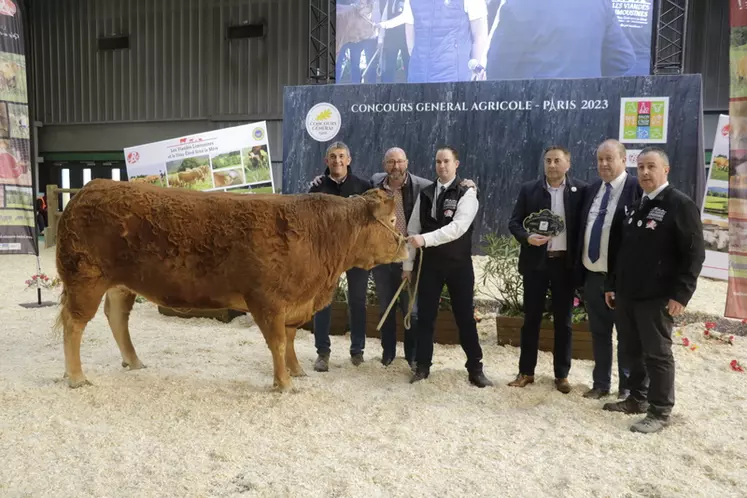 Odyle, issue du Gaec Lagrafeuil-Puech (Corrèze), a été vendue 8 700 € à Auchan La Brède à Bordeaux (Gironde). Cette jeune vache de quatre ans est très fine et élégante. 