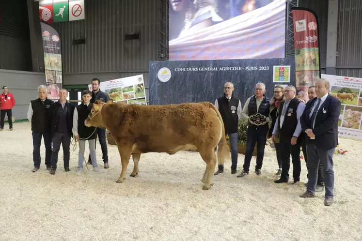 Manille, de l'élevage de Jean-Jacques Bros (Corrèze), a été adjugée 7 000 € à la boucherie Gastel à Saint-Romain-le-Puy (Loire). Cette vache née en 2016 présente toutes les qualités requises d'une bonne bouchère.  