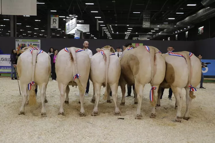 Cinq femelles bouchères âgées de trois à huit ans ont défilé sur le ring de présentation du Salon de l'Agriculture pour la douzième vente prestige Blonde d'Aquitaine. 