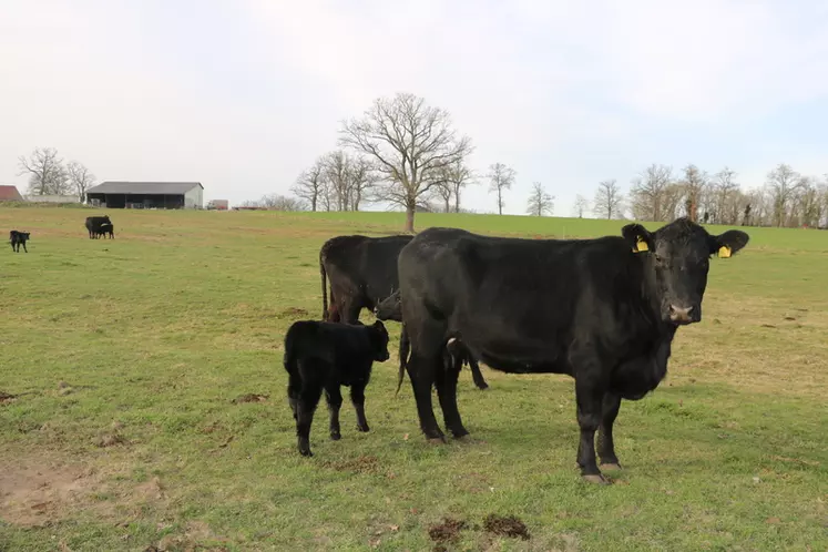 L'OS Angus France tient à conserver un standard de race de petit gabarit, à croissance forte dès le plus jeune âge et avec des besoins d'entretien réduits. 