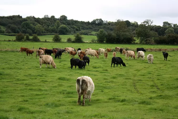 Agriculture irlandaise. Cheptel de bovins viande irlandais. troupeau multiracial (mère avec veaux, animaux limousin, hereford, angus, charolais, simmental...)  / I M G _ 4 3 ...