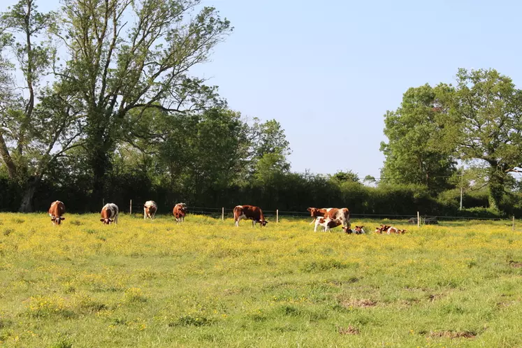 Jérémie Cheptou installe le parc dans le pré la veille du jour où il compte s’en servir et il manipule ses animaux toujours au même moment de la journée, le matin.