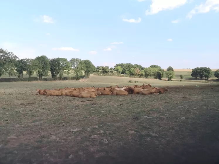 En période de canicule, les vaches se concentrent dans les zones d'ombre, ce qui augmente le risque parasitaire chez les veaux.