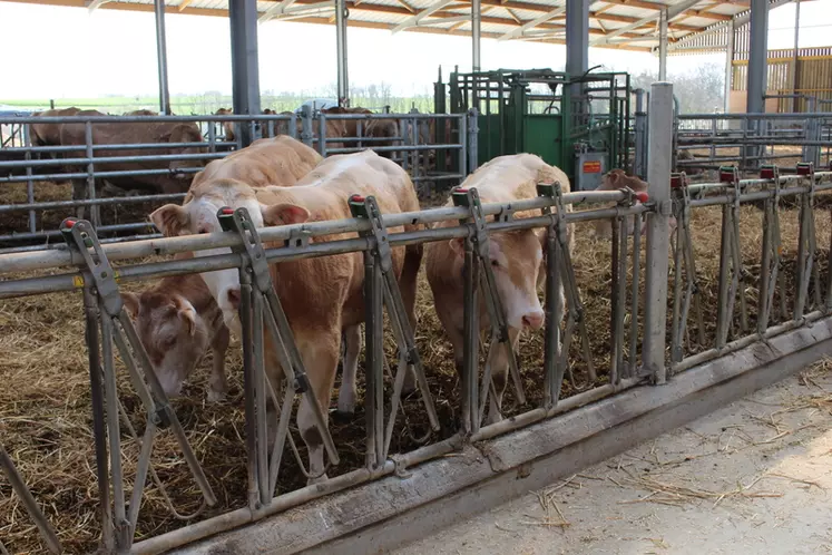 Des cornadis ont été installés pour les petits veaux sur deux cases, et des barres à garrots pour les plus gros veaux. 