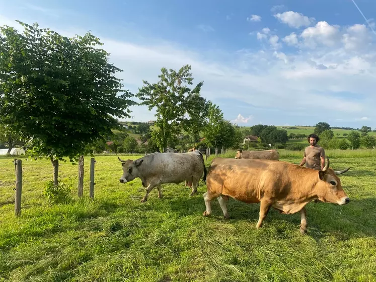 Les vaches de Jean-Christophe Lacombe apprécient déjà l'ombre créée par les arbres plantés en 2017.