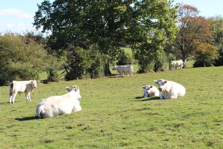 charolaises suitées au pré