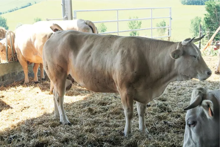 vache blonde d'aquitaine finition