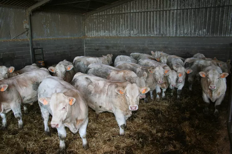 broutards charolais repoussés