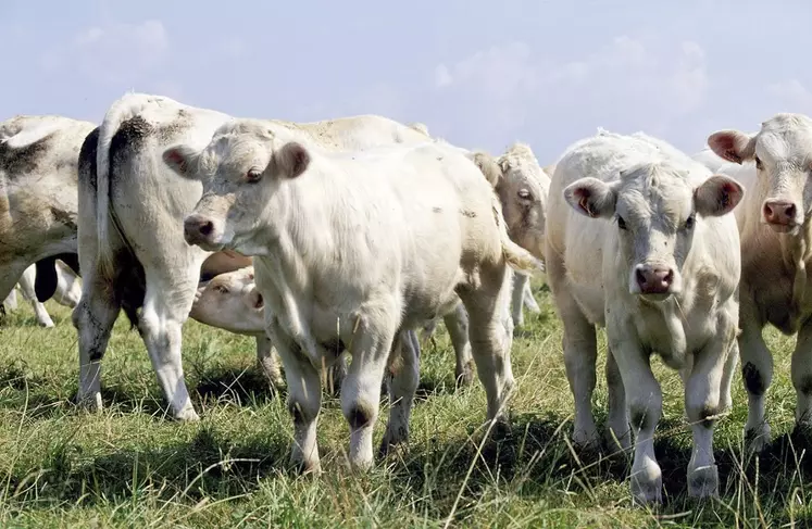 broutards charolais au pré